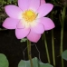 flower_pad_lily_kom_ubud_v_0075_bal4442.jpg